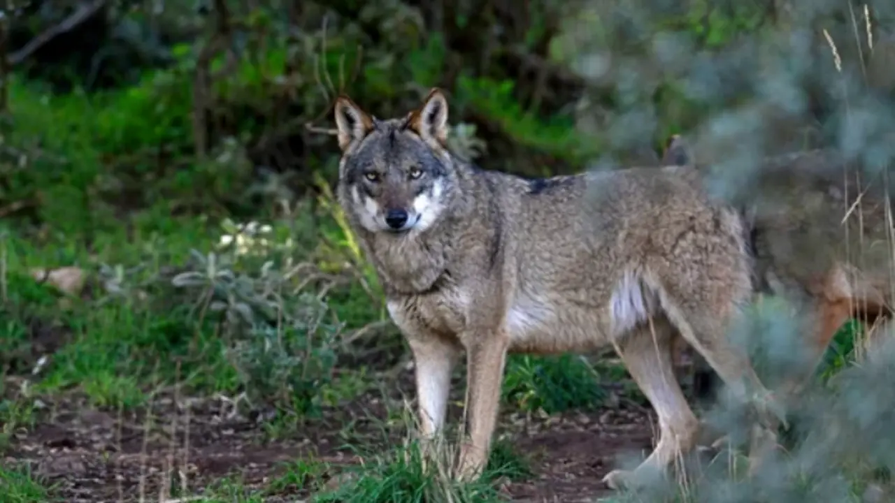 Lobo ib&eacute;rico