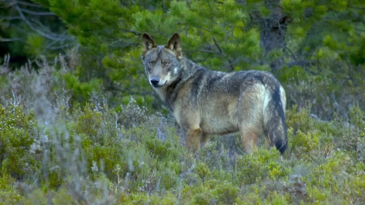 Un lobo avistado en la Sierra de la Culebra