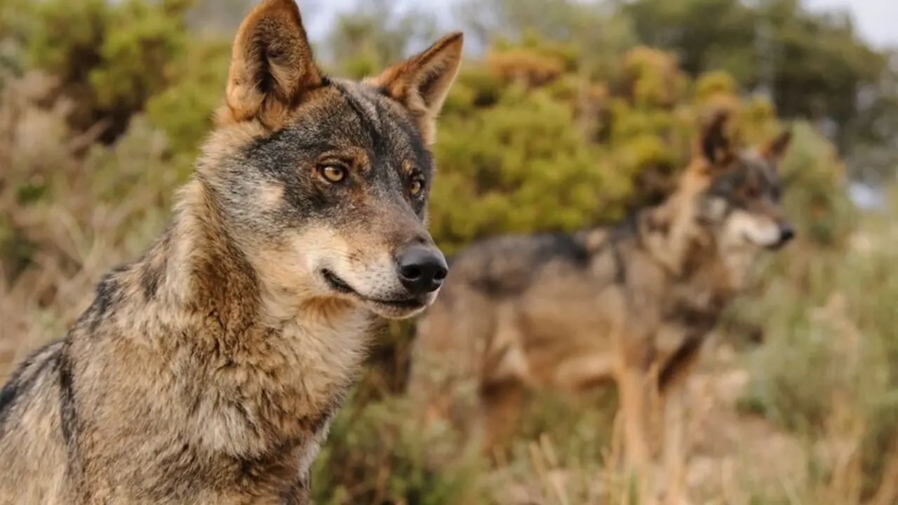 Archivo - Ejemplar de Lobo Ib&eacute;rico
