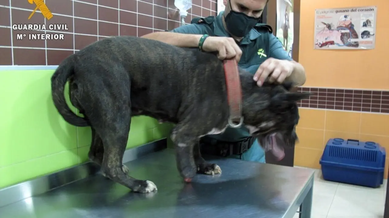 Perro recuperado con una pata parcialmente amputada.