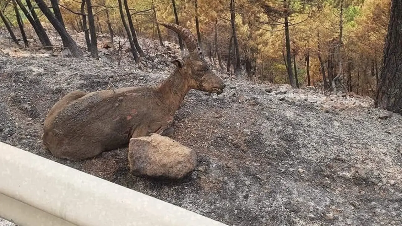 Un anima en el incendio en Sierra Bermeja