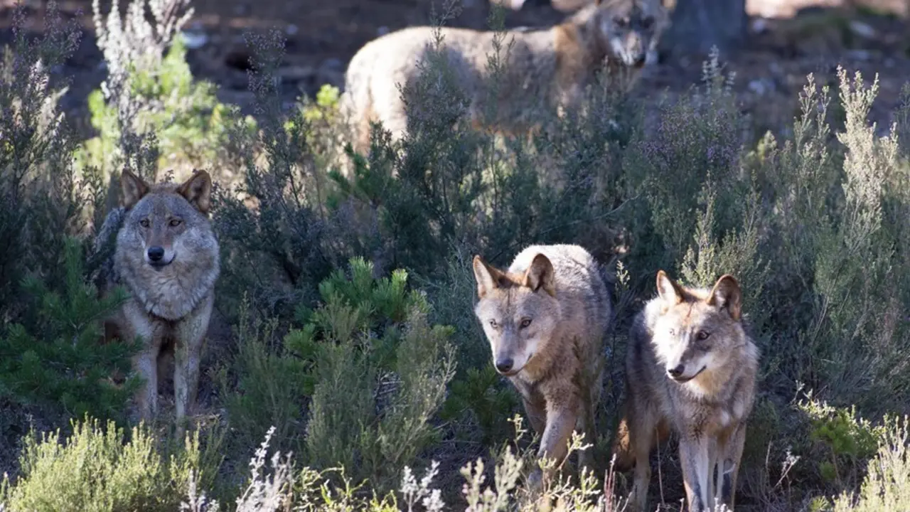 Archivo - Varios lobos ib&eacute;ricos del Centro del Lobo Ib&eacute;rico en localidad de Robledo de Sanabria, en plena Sierra de la Culebra (lugar de mayor concentraci&oacute;n de este c&aacute;nido en el Sur de Europa). El Centro alberga 11 ejemplares de este animal en situaci&oacute;n d