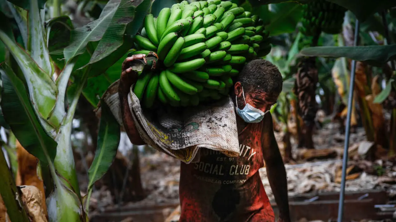 Un agricultor lleno de ceniza recoge una pi&ntilde;a de pl&aacute;tanos, antes de que la lava del volc&aacute;n de Cumbre Vieja llegue a las plantaciones, a 23 de septiembre de 2021, en Tazacorte, La Palma, Santa Cruz de Tenerife, Canarias (Espa&ntilde;a). La Palma es la isla del archipi&eacute;lago que m&aacute;s pl&aacute;tano produce despu&eacute;s de Tenerife, el 50% de su PIB viene de esta fruta a la que se dedican m&aacute;s de 5.300 productores y cerca de 10.000 familias dependen directamente de su cultivo. La erupci&oacute;n del volc&aacute;n el pasado domingo, ha paralizado la cosecha del 15% del pl&aacute;tano canario, unas 300 hect&aacute;reas de plantaciones. Muchos cultivadores de pl&aacute;tanos han recogido durante estos d&iacute;as sus cosechas antes de que la lava arrase las plantaciones.
23 SEPTIEMBRE 2021;PLATANOS;PLATANERAS;CULTIVO;CANARIAS;LA PALMA;VOLCAN;AGRICULTURA;PLANTACIONES
Kike Rinc&oacute;n / Europa Press
23/9/2021