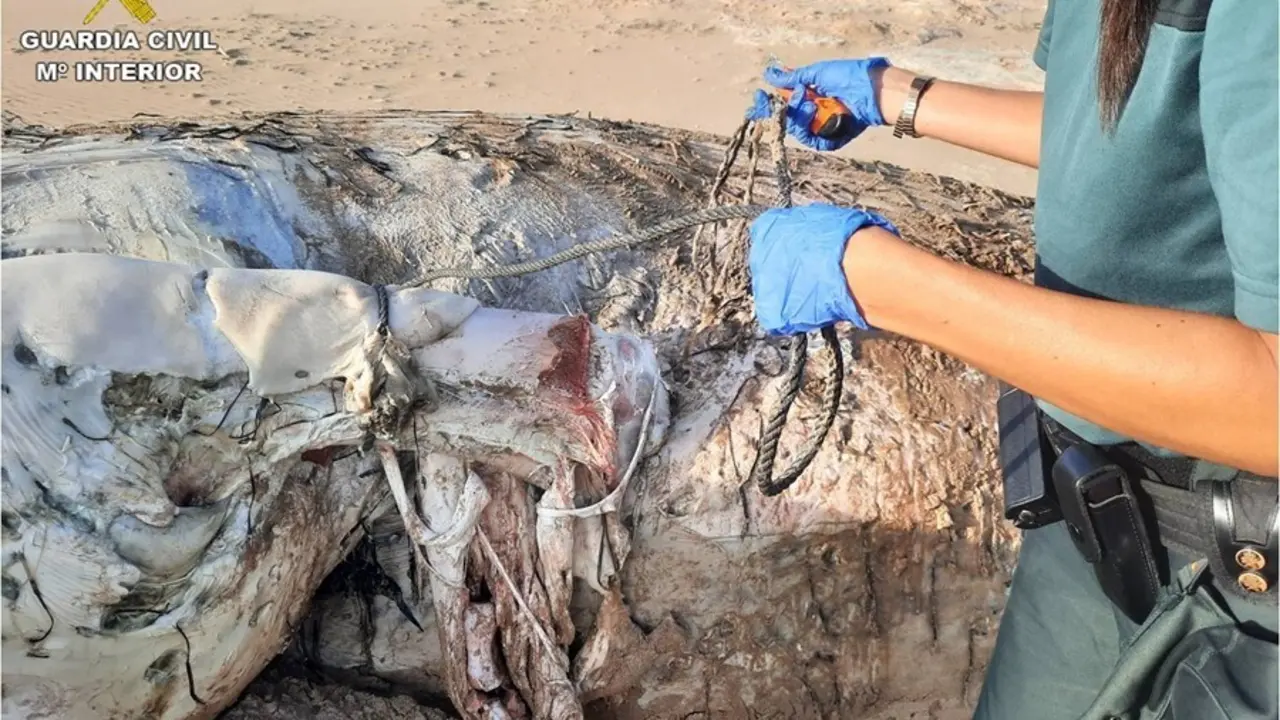 La Guardia Civil recupera el cad&aacute;ver de una ballena rorcual de 14 metros varada en la Playa de El Altet