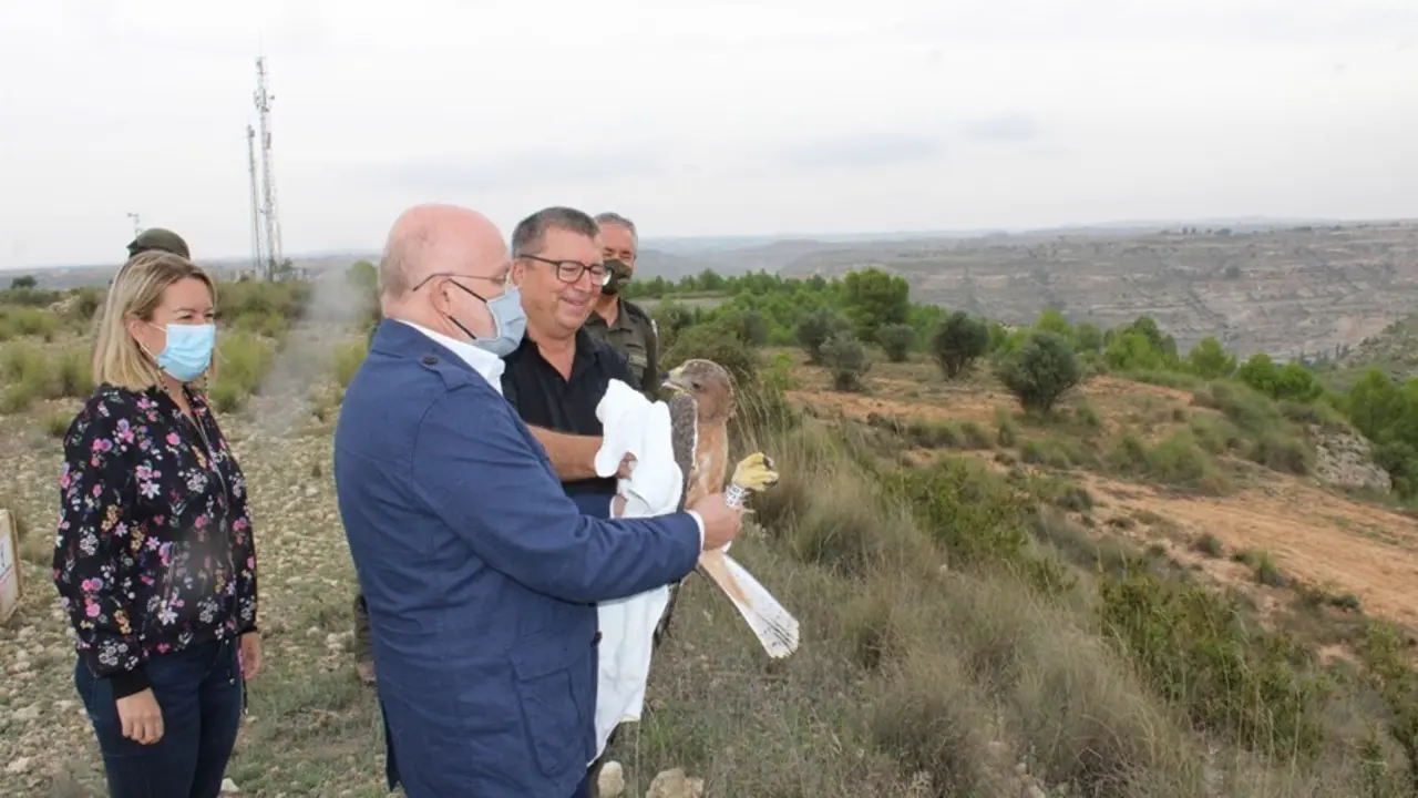Suelta &aacute;guila perdicera