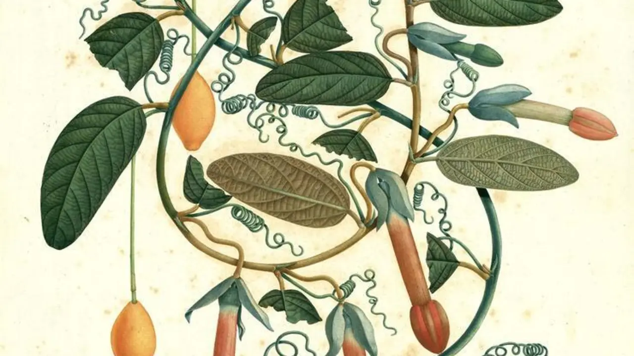 Dibujo a gran folio de Mutis Passiflora adulterina, realizado por el cient&iacute;fico Jos&eacute; Celestino Mutis durante la Real Expedici&oacute;n Bot&aacute;nica al Reino de Granada en el siglo XVIII que exhibe el Real Jard&iacute;n Bot&aacute;nico de Madrid.