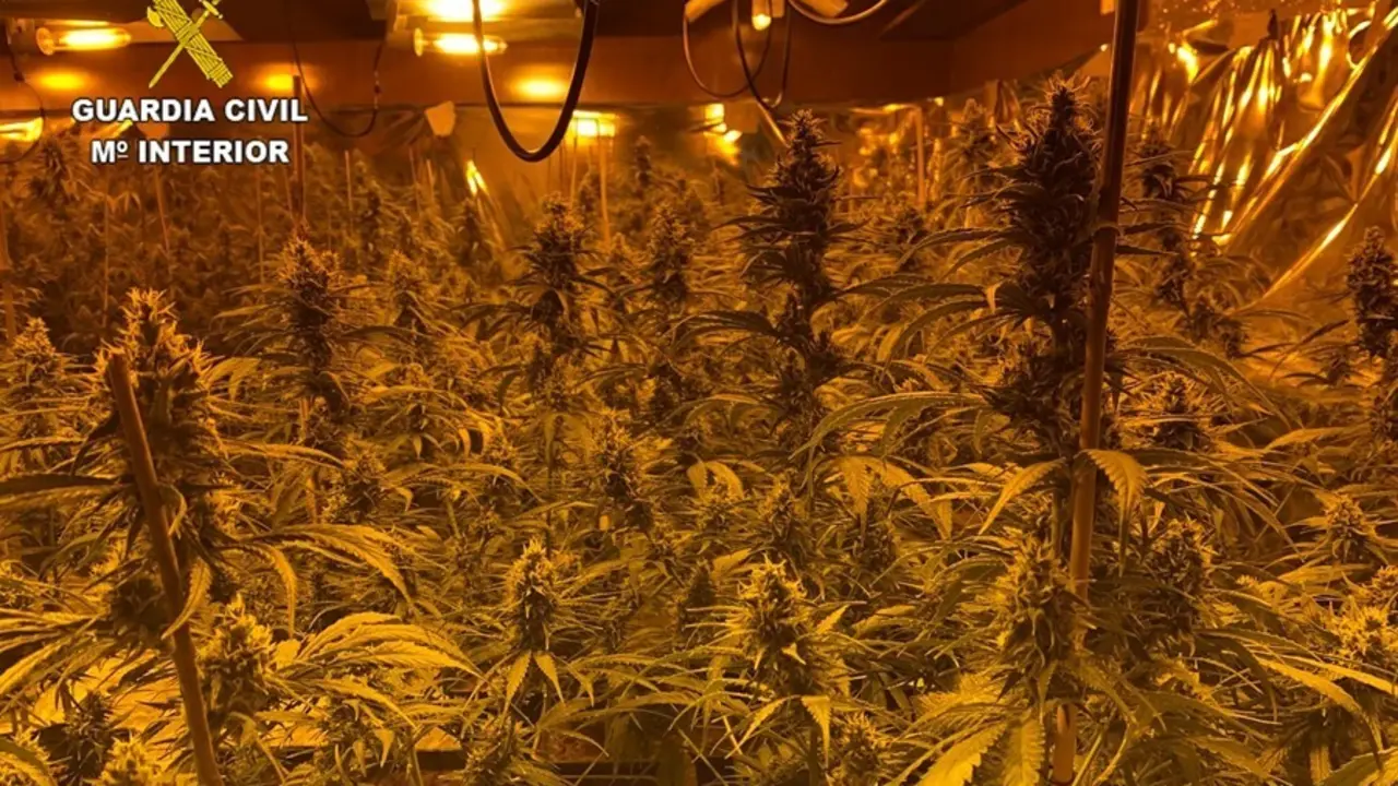 Plantaci&oacute;n de marihuana en una vivienda