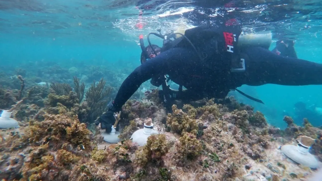 Fotograf&iacute;a sin fecha especifica de toma, cortes&iacute;a de Organizacion Oceanus, que muestra a un expertos mientras examina un arrecife, en la costas de Punta Nizuc, en el balneario de Canc&uacute;n en Quintana Roo (M&eacute;xico). EFE/ Organizacion Oceanus