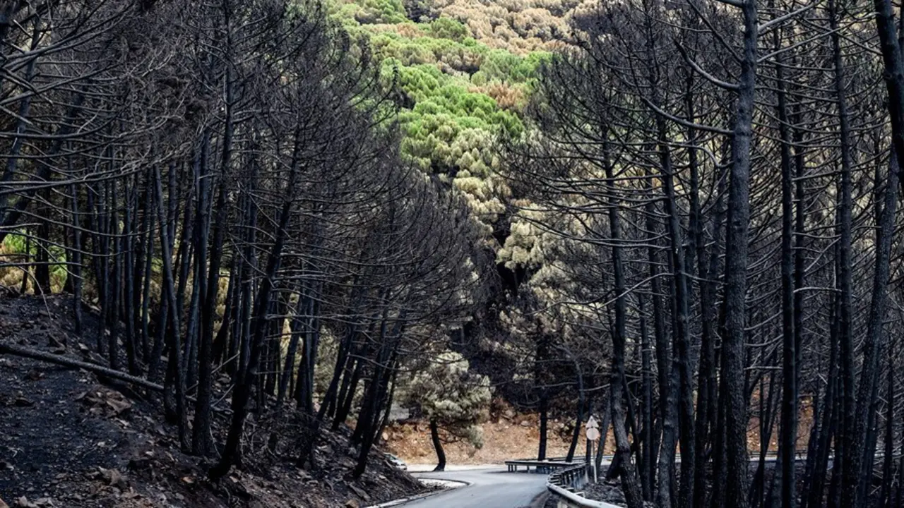 Zonas quemadas por el incendio de Sierra Bermeja, en el &aacute;rea de Puerto de Pe&ntilde;as Blancas a 14 de septiembre 2021 en Estepona (M&aacute;laga) Andaluc&iacute;a