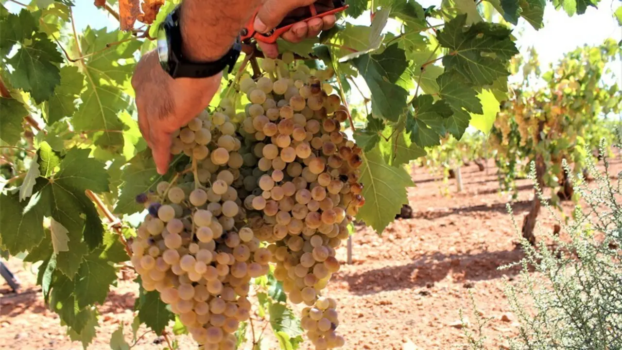 Una persona recoge uvas de una cosecha. / EP