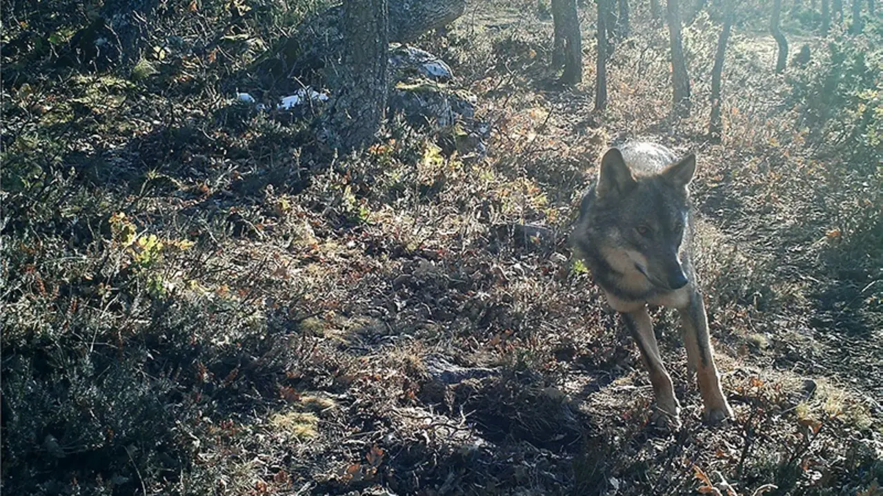 LOBO.
31 JUL 19