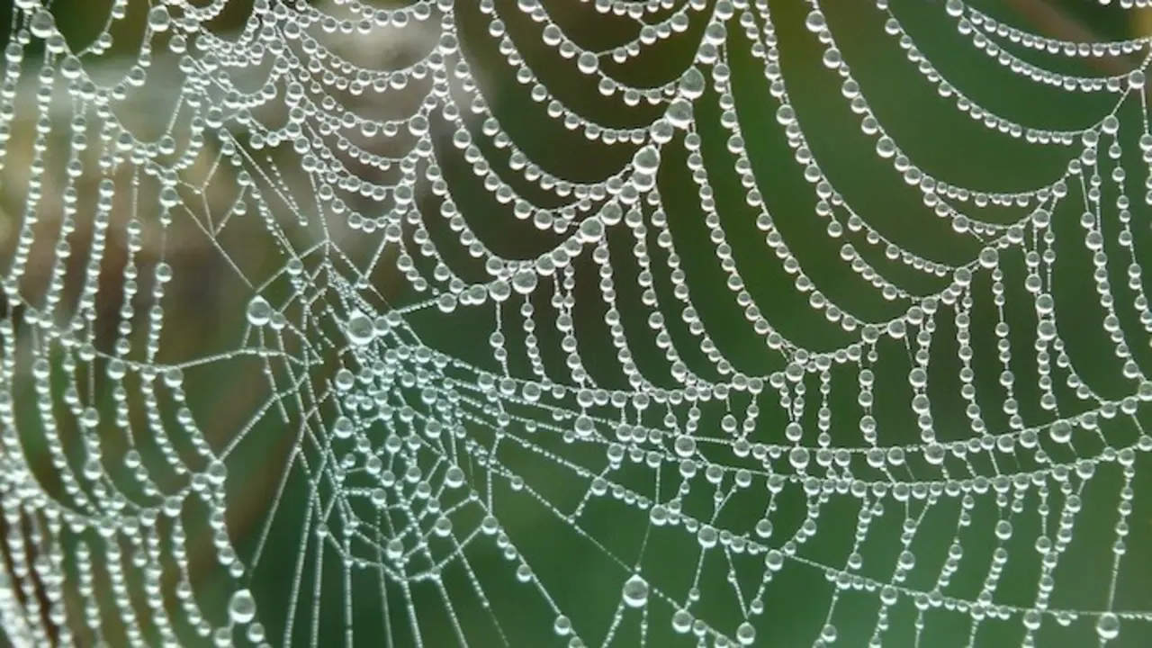 Telara&ntilde;a