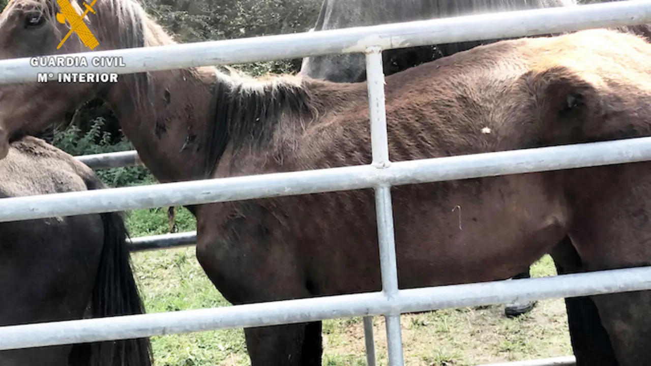 Varios de los animales que se encontraban con una extrema delgadez.