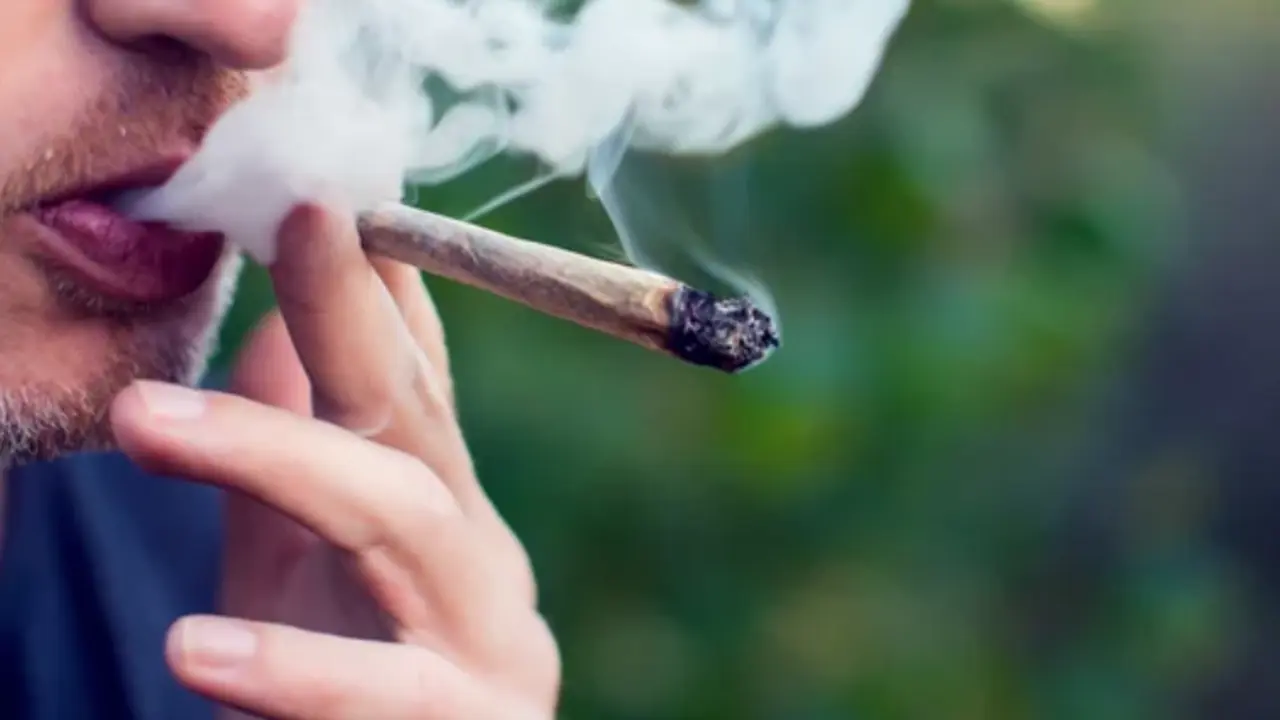 Seg&uacute;n la legislaci&oacute;n, los mayores de 18 a&ntilde;os podr&aacute;n cultivar legalmente hasta cuatro plantas de cannabis por hogar para uso personal. Fotograf&iacute;a: Etienne Ansotte/EPA