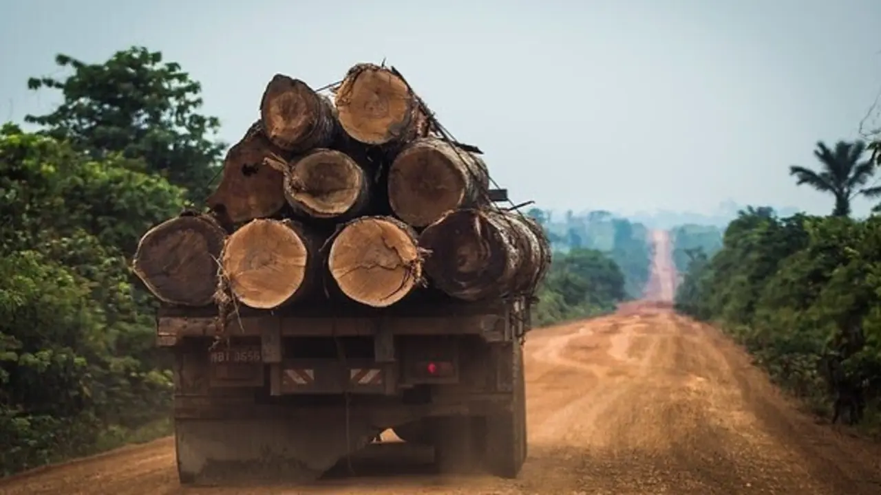 A truck full of solid wood logs travels the Trans - Amazon highway on the outskirts of Manicor&eacute;, in AM. Trees with higher commercial value, such as ipe and chestnut trees, are removed before the forest is burned. The illegal timber is sold to local sawmills, thanks to the lack of control in the national forestry sector, and quietly enters the market, contaminating the entire chain. Um caminh&atilde;o repleto de troncos de madeira maci&ccedil;a transita pela rodovia Transamaz&ocirc;nica, nos arredores de Manicor&eacute; (AM). As &aacute;rvores com maior valor comercial, como ip&ecirc;s e castanheiras, s&atilde;o retiradas antes de a floresta ser queimada. A madeira ilegal &eacute; vendida &agrave; serrarias locais, gra&ccedil;as ao descontrole no setor madeireiro nacional, e entra tranquilamente no mercado, contaminando toda a cadeia.