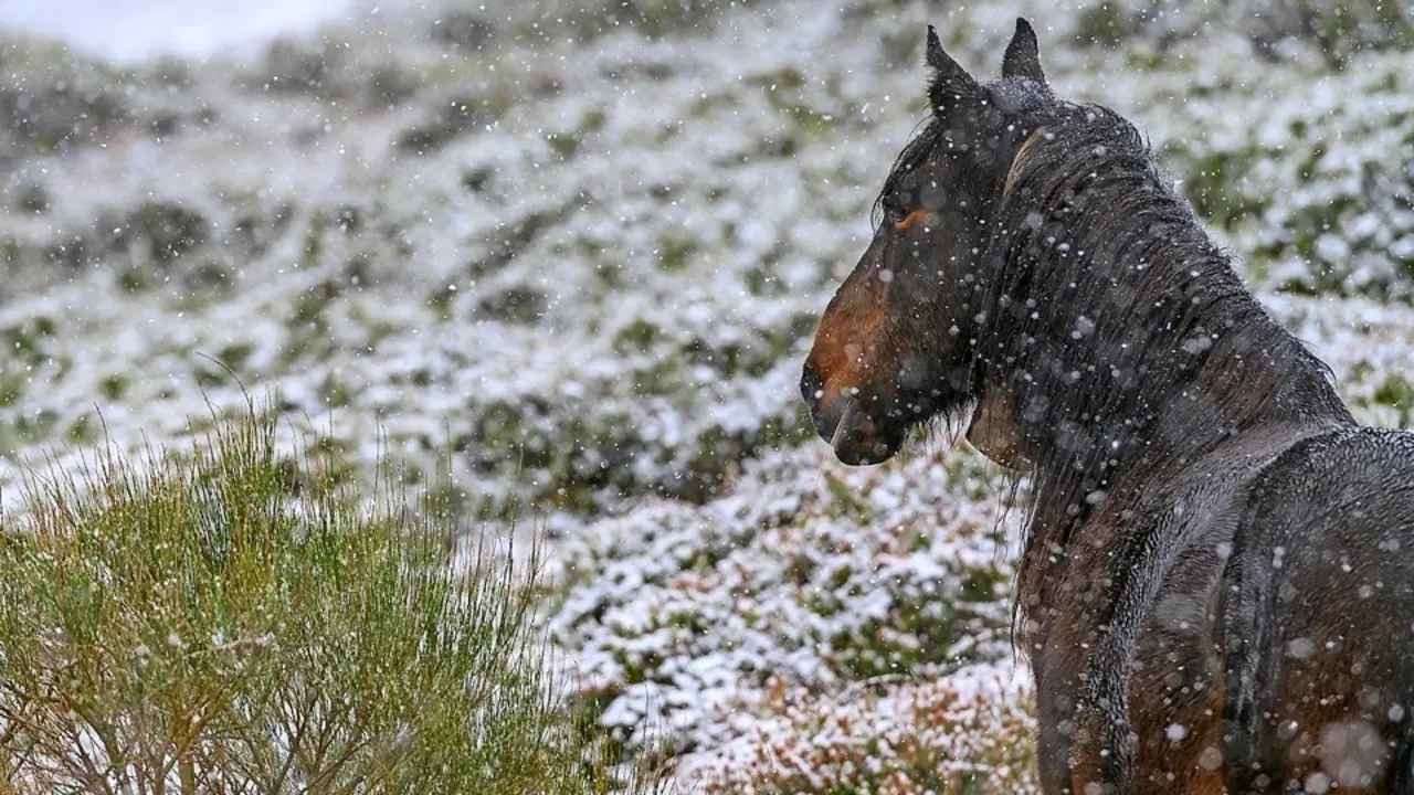 GRAF5083. ALTO CAMPOO (CANTABRIA), 03/11/2021.- Un caballo pasta en las inmediaciones de la estaci&oacute;n de esqu&iacute; de Alto Campoo, este mi&eacute;rcoles, donde han caido las primeras nevadas en la comunidad c&aacute;ntabra .EFE/Pedro Puente Hoyos

