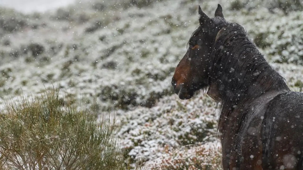 Un caballo pasta en las inmediaciones de la estaci&oacute;n de esqu&iacute; de Alto Campoo, este mi&eacute;rcoles, donde han caido las primeras nevadas en la comunidad c&aacute;ntabra .EFE/Pedro Puente Hoyos
