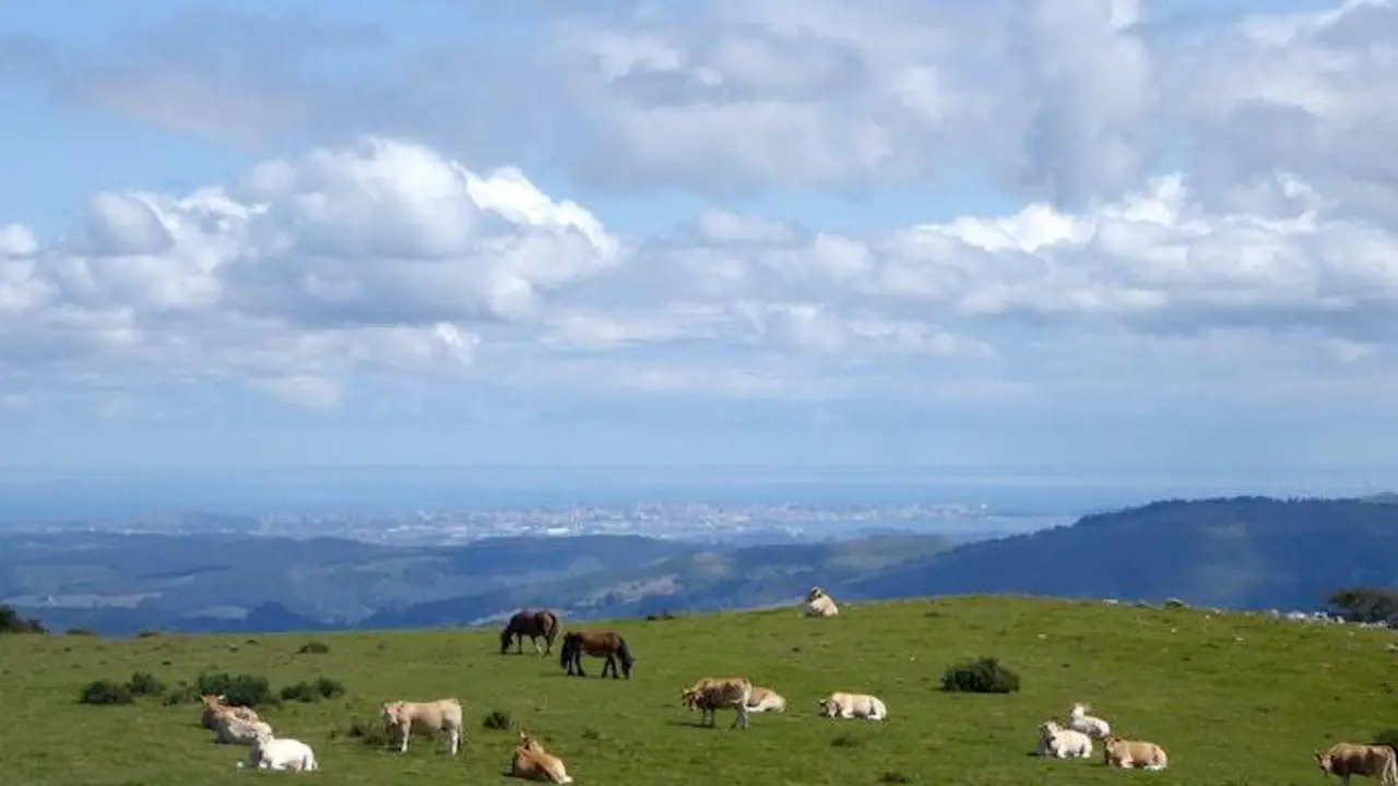 Varias vacas pastan en un prado c&aacute;ntabro.