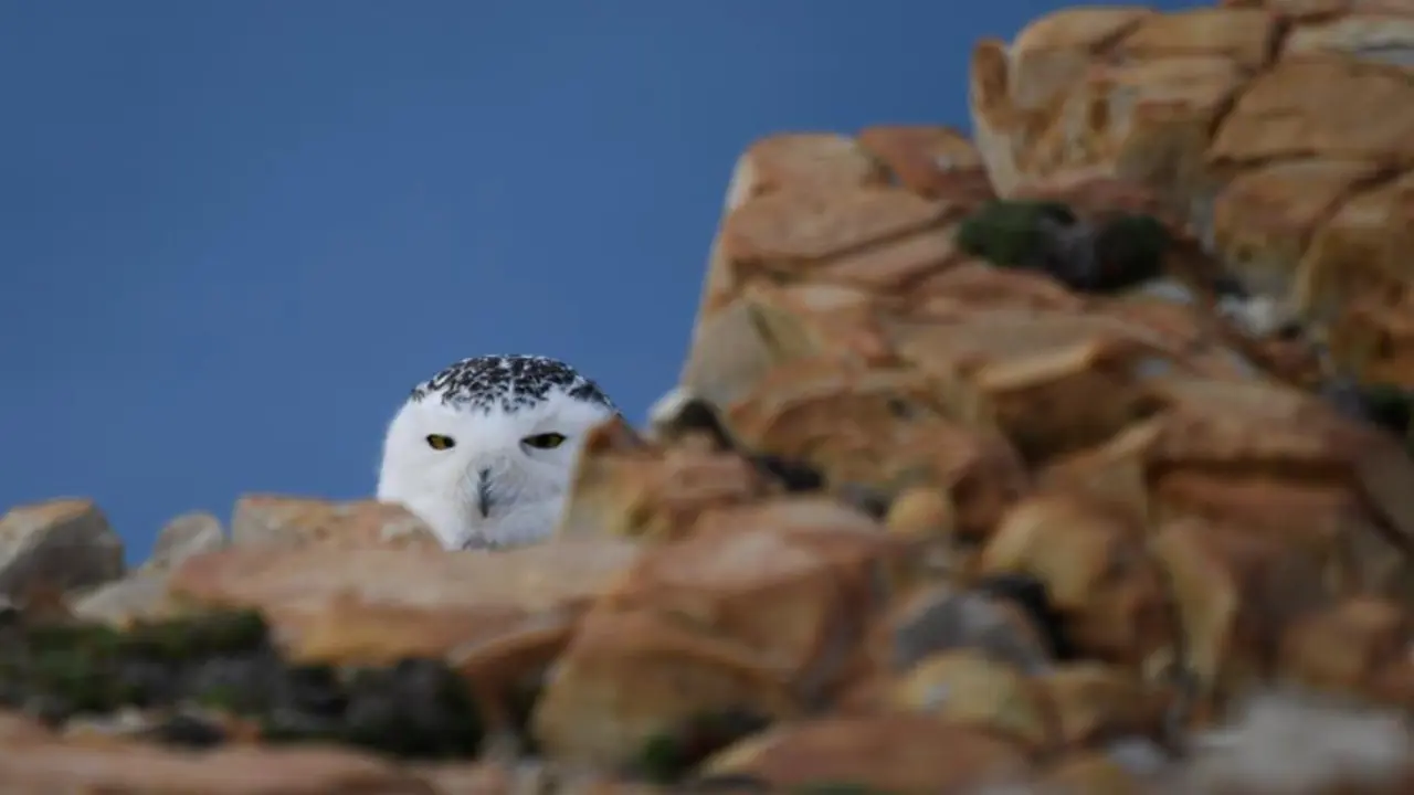 Un ejemplar de b&uacute;ho nival "Bubo scandiacus" en Cabo de Pe&ntilde;as (Asturias) este mi&eacute;rcoles. El b&uacute;ho nival nunca se hab&iacute;a visto en Espa&ntilde;a, pero en los &uacute;ltimos d&iacute;as se han avistado al menos tres en Cantabria y Asturias. EFE/ Eloy Alonso