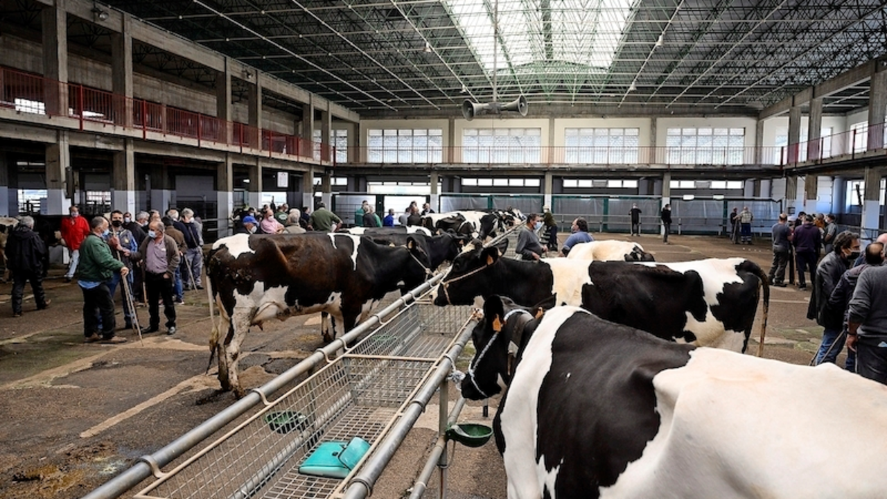 Interior del Mercado de Ganados de Torrelavega. / Alerta