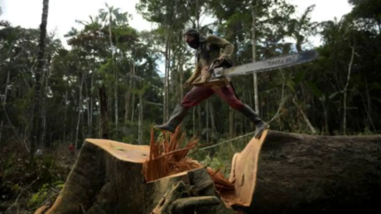 Un agricultor corta &aacute;rboles con una motosierra para plantar coca en una plantaci&oacute;n de coca en el departamento de Guaviare, Colombia, 6 de diciembre de 2021.
