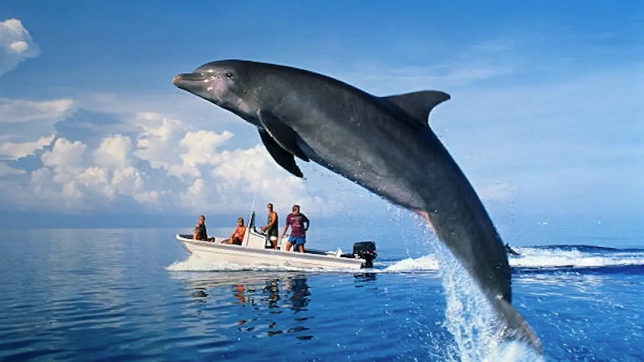 Oc&eacute;ano Atl&aacute;ntico, cerca de West End, Bahamas. Las especies se encuentran en la mayor&iacute;a de las regiones tropicales, subtropicales y templadas. El avistamiento de delfines se ha convertido en los &uacute;ltimos a&ntilde;os en una actividad tur&iacute;stica muy popular entre los visitantes de las Bahamas.