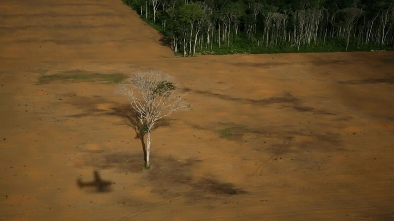 03/03/2006. Santarem, EStado de Para, Amazonas, Brasil.\rDeforestaci&oacute;n del Amazonas debida a las plantaciones de soja para alimentaci&oacute;n de ganado.\r&copy;Greenpeace/Daniel Beltra\r\rLogged area in the Amazon rainforest to clear land for soya plantations, near Belterra, Para State. The lone Brazilian nut tree belongs to the Castanheira species which is protected in Brazil since 1994.\r\rWorld Press Photo 2007 (2nd prize in 'Contemporary Issues' category)