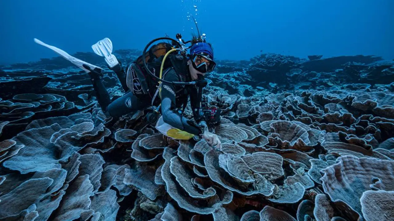 Una misi&oacute;n de cient&iacute;ficos para cartografiar el oc&eacute;ano apoyada por la Unesco ha descubierto frente a las costas de Tahit&iacute; (Polinesia Francesa) uno de los mayores arrecifes de coral sanos del mundo, a una profundidad de entre 30 y 65 metros. EFE/UNESCO