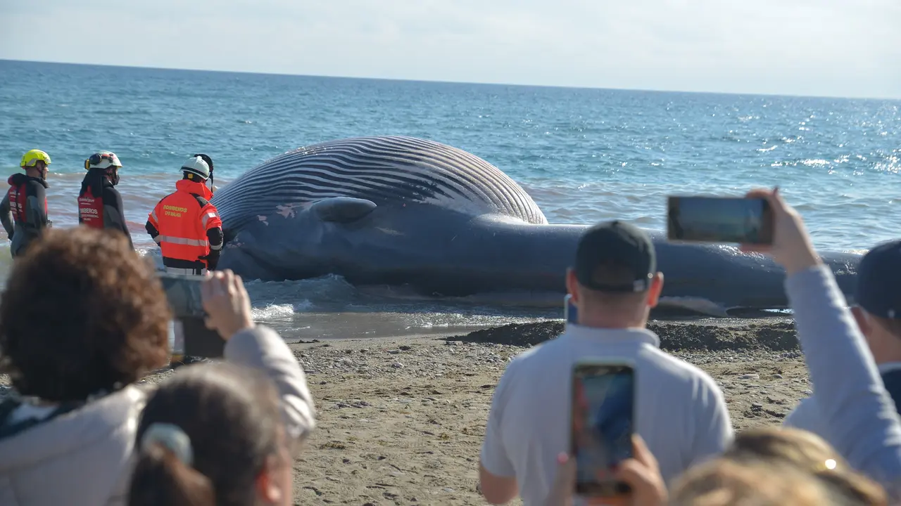 Bomberos del Consorcio de M&aacute;laga han comenzado con los trabajos de retirada del cad&aacute;ver de una ballena de nueve metros de longitud, en concreto un ejemplar macho de rorcual com&uacute;n, uno de los grandes cet&aacute;ceos m&aacute;s habituales en el Mediterr&aacute;neo, que ha quedado varado este jueves en la playa de La Rada de la localidad malague&ntilde;a de Estepona.EFE/Antonio Paz