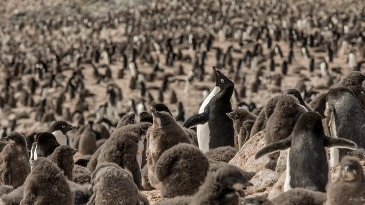 Ad&eacute;lie penguin colony on Devil Island, Antartica.\n\nThe Greenpeace ship Arctic Sunrise has returned to the Antarctic Peninsula with a team of independent scientists from Stony Brook University, to conduct ground breaking research on remote penguin colonies, many of which have never before been surveyed. To investigate the impacts of the climate crisis on Antarctic penguin populations.