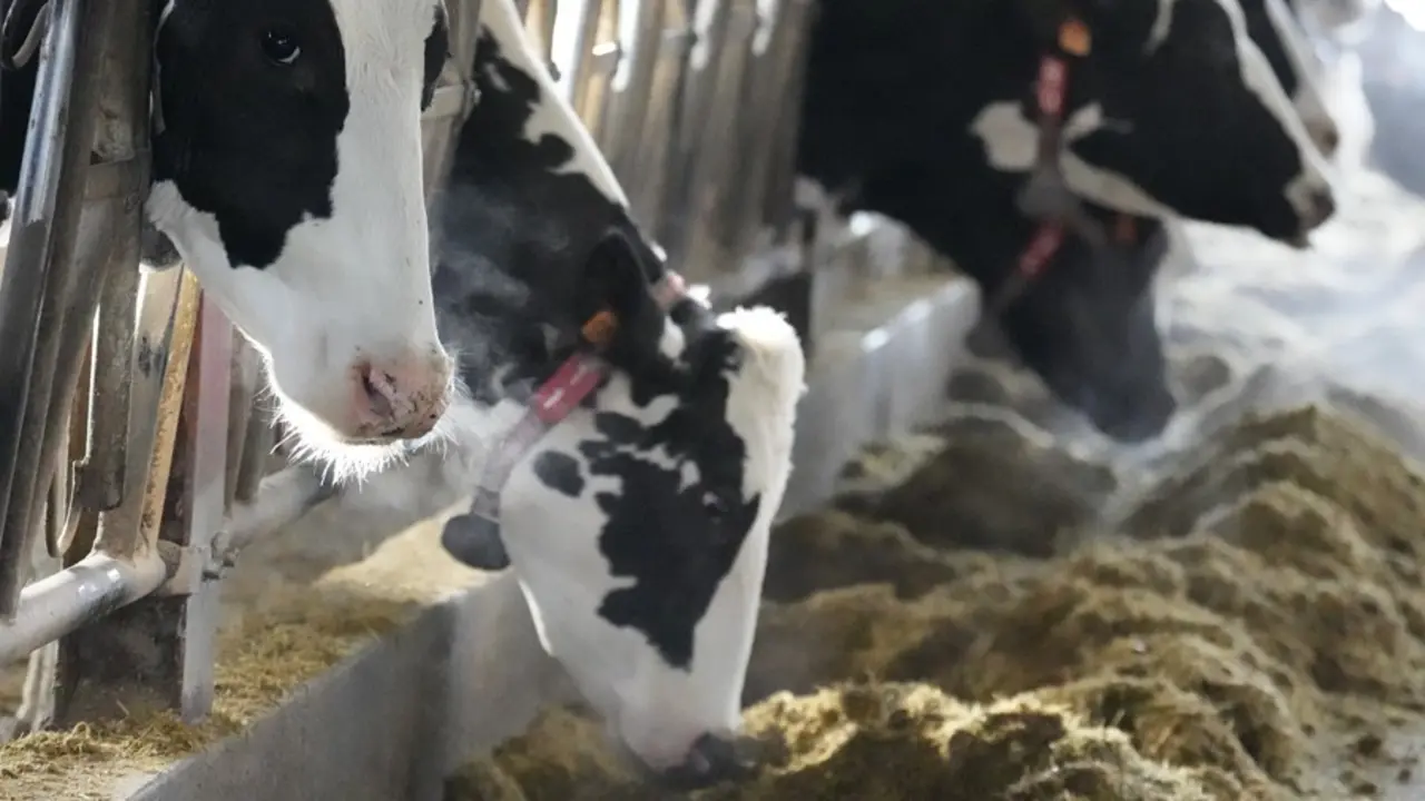 Varias vacas comiendo. / EP