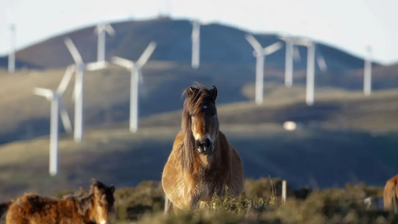 Un caballo observa los aerogeneradores del Parque e&oacute;lico de Tronceda, en la Serra do Xistral, en la comarca de Terra Cha, a 22 de febrero de 2022, en Mondo&ntilde;edo, en Lugo, Galicia (Espa&ntilde;a).