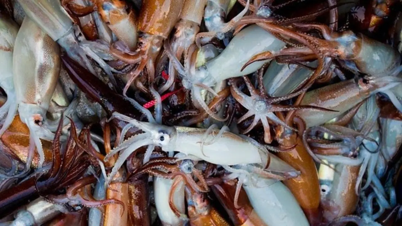 Squid are boxed at Jeju Island.\nGreenpeace is touring East Asia to campaign for protection of our oceans and depleted marine species. During the tour, Greenpeace is calling on governments to support the creation of marine reserves.