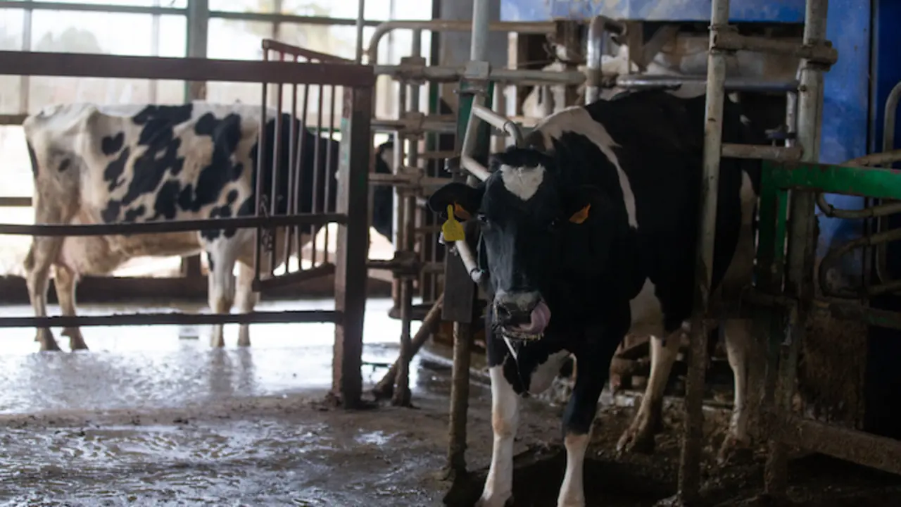 Una vaca lechera, de la raza bovina frisona, en las instalaciones de la granja, Sociedad Agraria de Transformaci&oacute;n (SAT) Hermanos Miguel, a 19 de marzo, en Talavera de la Reina, Toledo, Castilla La Mancha (Espa&ntilde;a). Esta ganader&iacute;a se ha visto afectada por la falta de suministro de soja para alimentar a sus vacas, debido a la huelga del transporte, convocada a nivel nacional por la Plataforma para la Defensa del Sector de Transporte de Mercanc&iacute;as por Carretera Nacional e Internacional. Las ganader&iacute;as tampoco pueden enviar el producto a las cadenas de distribuci&oacute;n, lo que ha provocado la anulaci&oacute;n de capacidad de almacenamiento y envasado. Este paro pone en riesgo el abastecimiento de productos b&aacute;sicos en la alimentaci&oacute;n de las personas como son la leche y los l&aacute;cteos. Adem&aacute;s la falta de cereal de Ucrania, por la invasi&oacute;n rusa, est&aacute; encareciendo la alimentaci&oacute;n del ganado.
19 MARZO 2022;GANADER&Iacute;A;GANADO;LECHE;PRODUCTOS B&Aacute;SICOS;ALIMENTACI&Oacute;N;
Isabel Infantes / Europa Press
19/3/2022