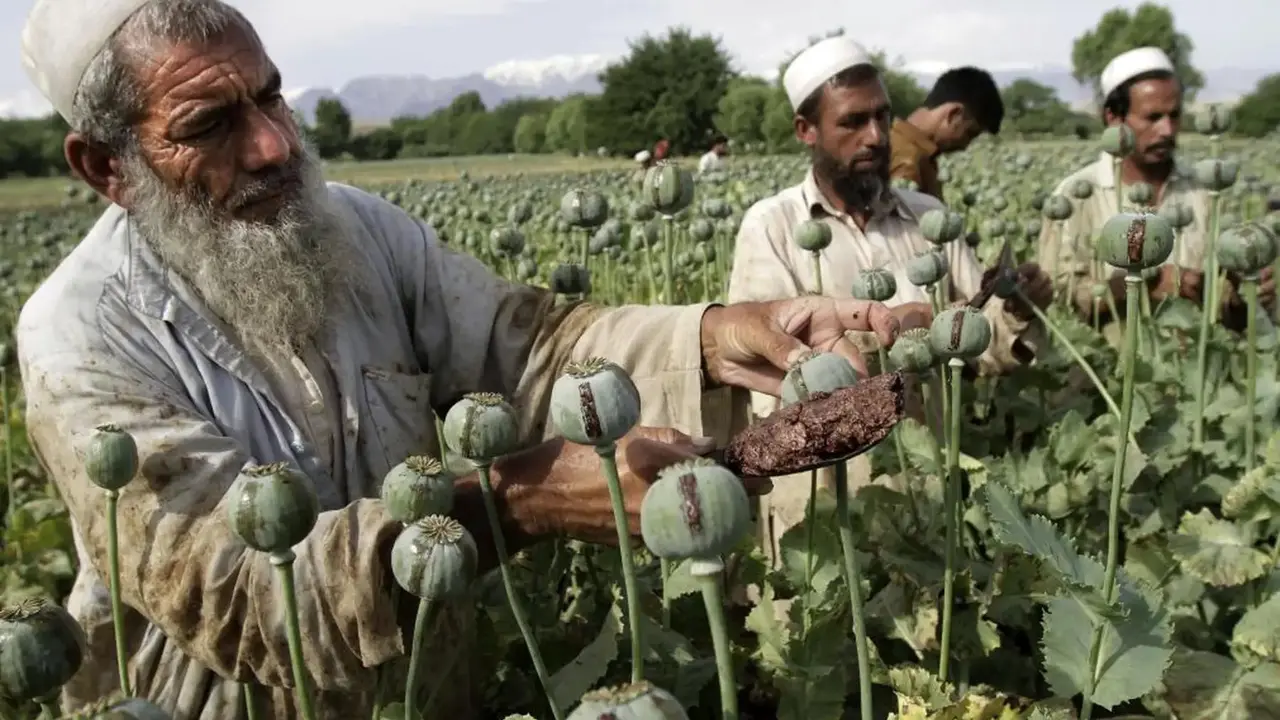 Agricultores afganos recogen opio en bruto en los campos de amapolas de Jalalabad. La producci&oacute;n de opio bati&oacute; r&eacute;cords durante la pandemia