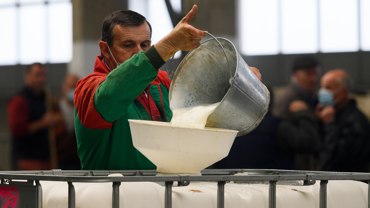 Un ganadero vierte la leche en el Mercado Nacional de Ganados de Torrelavega, este mi&eacute;rcoles, que ha vuelto a su actividad tras parar por la huelga en el transporte. EFE/Pedro Puente Hoyos