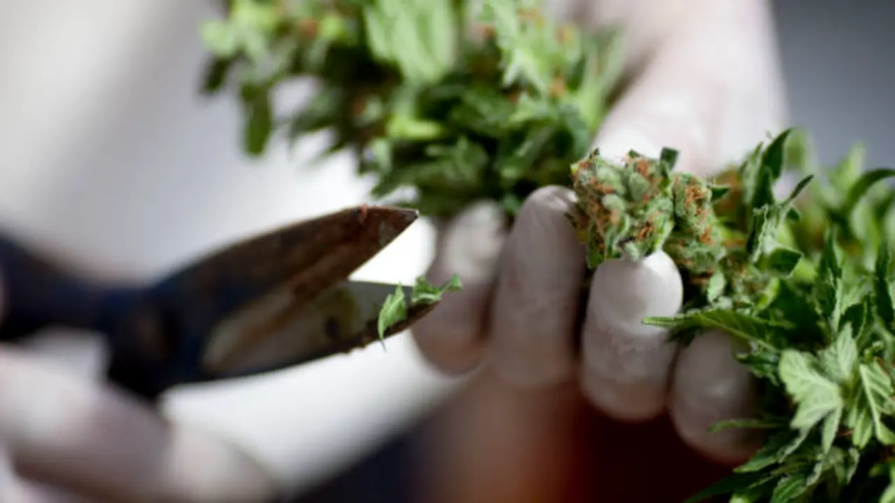 marihuana