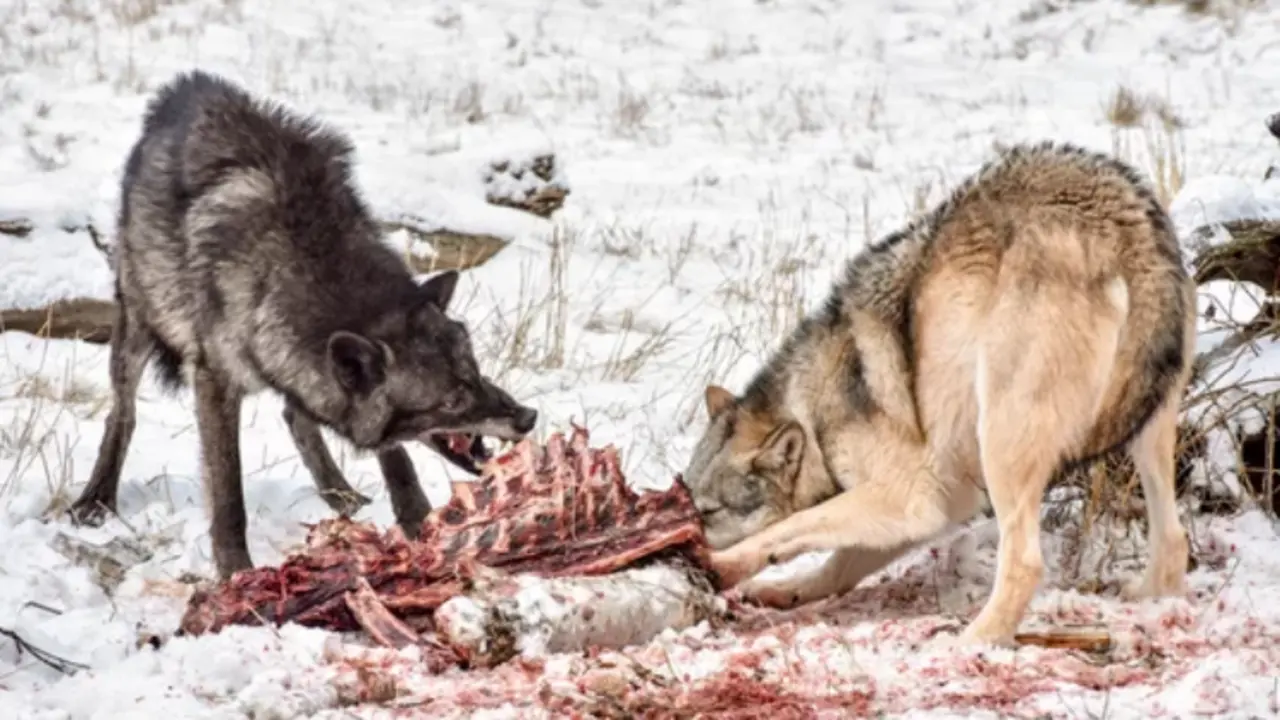 La caza del lobo seguir&aacute; estando prohibida en Espa&ntilde;a. El pleno del Congreso rechazar&aacute; esta noche el intento del PP de tumbar la orden dictada hace nueve meses por el Ministerio de Transici&oacute;n Ecol&oacute;gica, la que convirti&oacute; a esta canido salvaje aut&oacute;ctono en una especie protegida en toda la pen&iacute;nsula ib&eacute;rica y, por lo tanto, en una pieza vedada