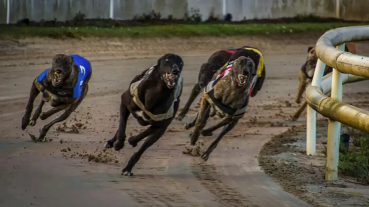 carreras con galgos
