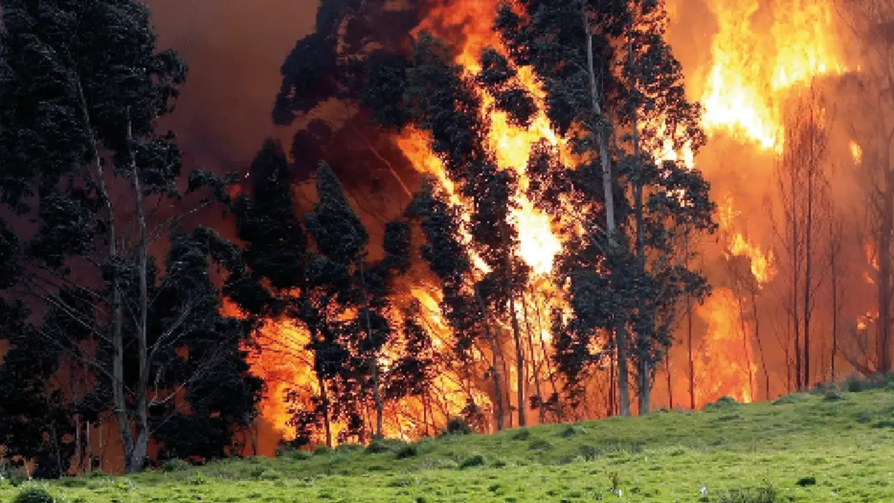 Un incendio junto a varios animales que se encontraban pastando en los montes de Cantabria. / ALERTA