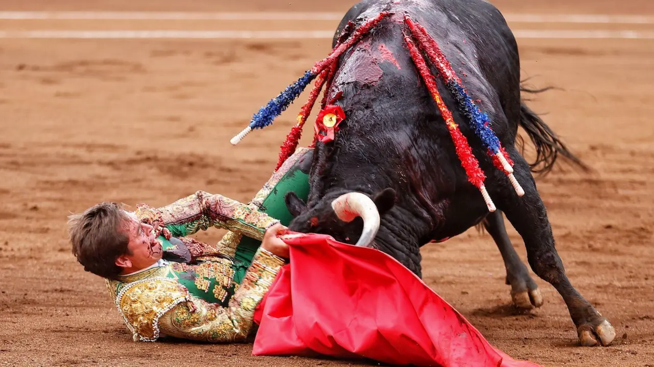 D&aacute;vila Miura vuelve a nacer tras ser corneado. / ALERTA