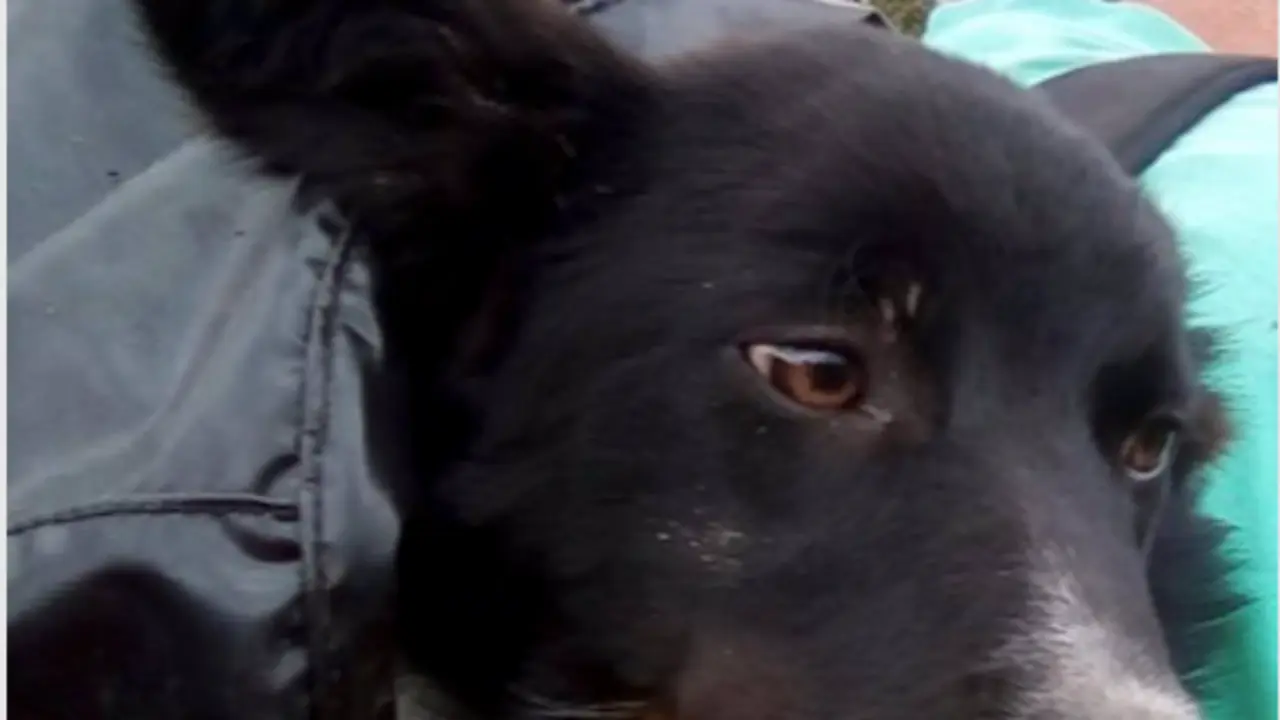 Perro rescatado de una torca de 15 metros en Guriezo - BOMBEROS DE CASTRO URDIALES