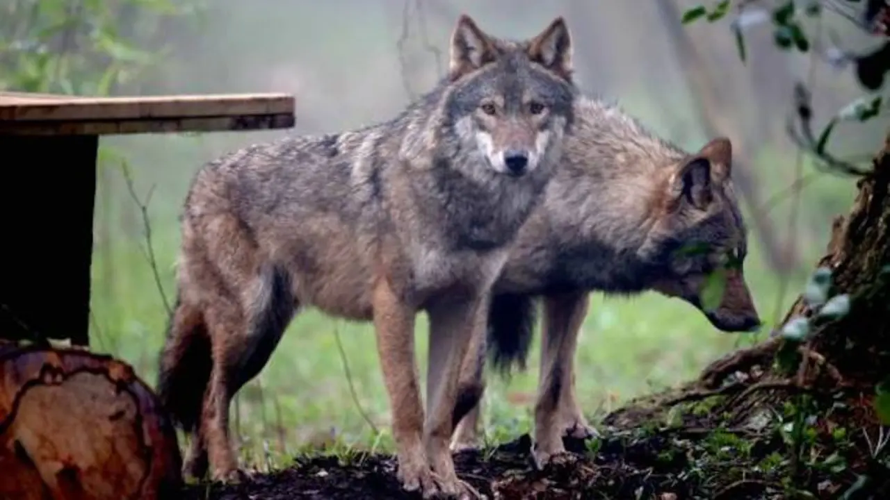Lobo iberico en los Picos de Europa. / EP