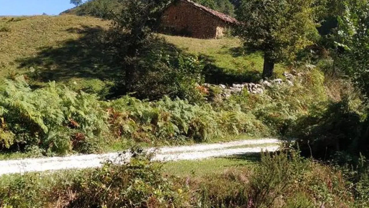 Pista forestal en Cabu&eacute;rniga. / ALERTA