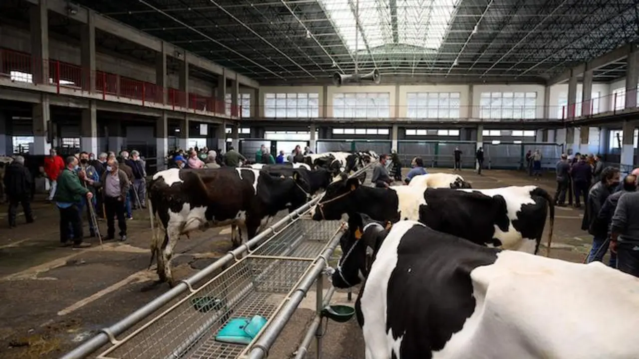 **CORRIGE D&Iacute;A**TORRELAVEGA (CANTABRIA) 21/04/2021.- Varios ganaderos conversan junto a las reses este mi&eacute;rcoles en el Mercado Nacional de Ganados de Torrelavega. EFE/Pedro Puente Hoyos