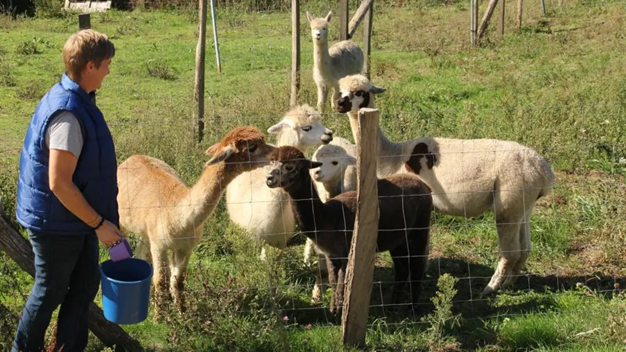 Tina Kirchhoff y Verena Christmann son una pareja de amigas de origen alem&aacute;n que, despu&eacute;s de dos d&eacute;cadas residiendo en Espa&ntilde;a y justo antes de la pandemia, iniciaron la aventura de asentar una granja de alpacas en Laredo (Cantabria) para comercializar la lana y confeccionar abrigadas prendas para el invierno. Tras descubrir por primera vez en un viaje a Nueva Zelanda a estos dom&eacute;sticos mam&iacute;feros de ascendencia americana, Tina, trotamundos y de profesi&oacute;n bibliotecaria, qued&oacute; seducida por su simpat&iacute;a y se propuso criarlos pese a carecer de experiencia previa. EFE/Miguel Ramos