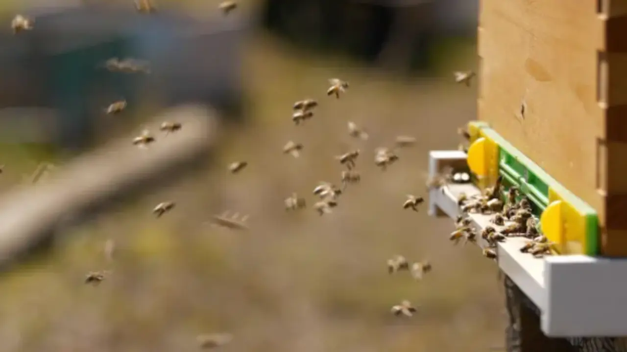 Fotograf&iacute;a de abejas en sus colmenas, el 20 de noviembre 2022, en Isla de Pascua, (Chile). EFE/Rodrigo Saez