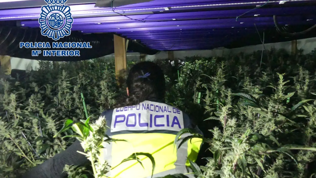 La Polic&iacute;a Nacional desmantela cinco macroplantaciones destinadas al cultivo masivo de marihuana. E.P.