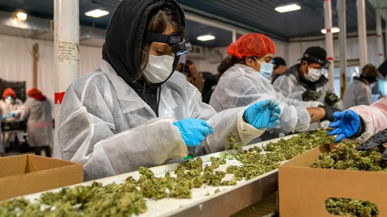 Trabajadoras de Hepworth Ag limpian y seleccionan hojas de marihuana, en la planta de procesamiento de la granja Pura Hepworth, en Milton (Nueva York, EE.UU.). EFE/&Aacute;ngel Colmenares