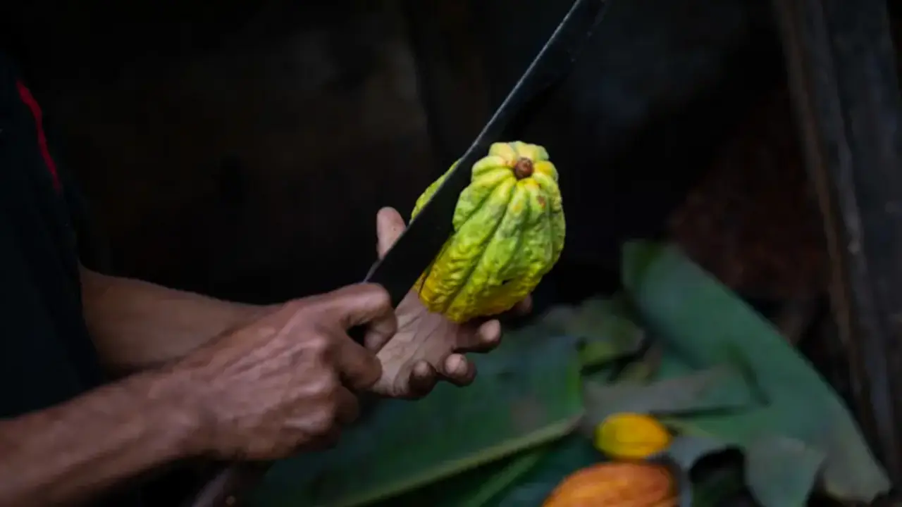 Un hombre corta cacao para extraer semillas, el 4 de diciembre de 2022, en Las Trincheras, estado Carabobo (Venezuela). EFE/ Rayner Pe&ntilde;a R.